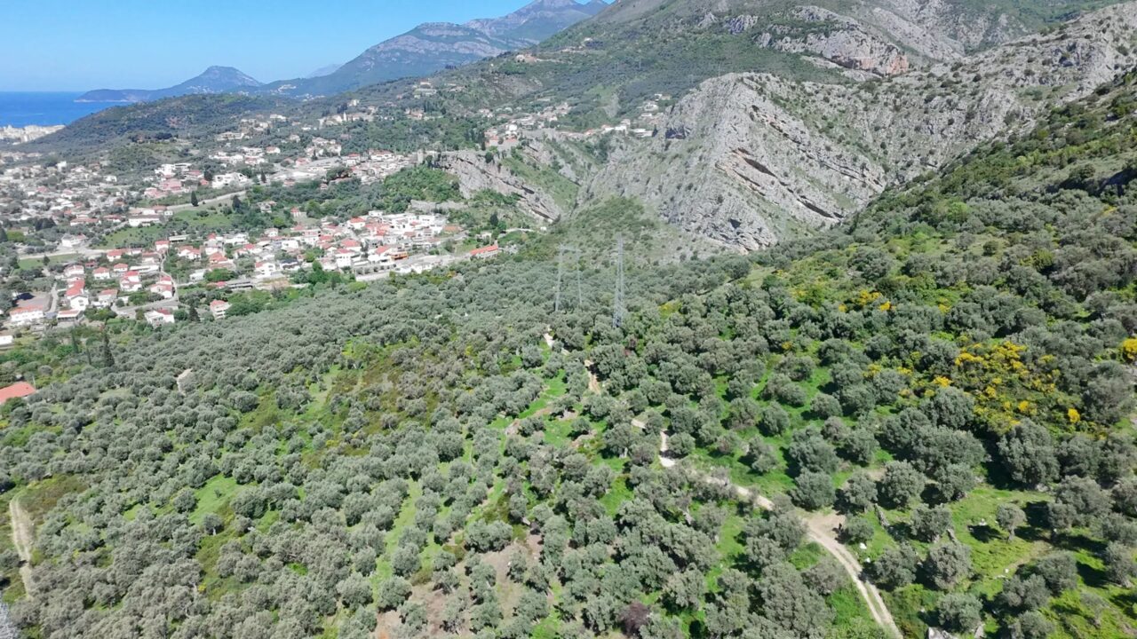 Olive Grove with Over 300 Olive Trees and Sea View – Stari Bar – SunHolidays Montenegro